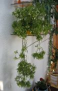 fotoğraf beyaz Kapalı bitkiler Rhipsalis