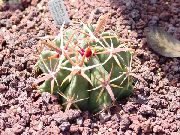 rojo Ferocactus Plantas de interior foto