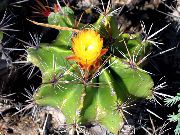 снимка жълт Стайни растения Ferocactus