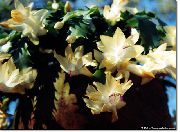 fotografija rumena Sobne Rastline Božični Kaktus