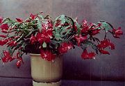 koyu kırmızı Noel Kaktüs Kapalı bitkiler fotoğraf