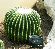 фото ақ Үй Өсімдіктер Echinocactus