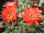 წითელი Thistle მსოფლიოში, ლამპარი Cactus შიდა მცენარეები ფოტო
