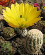 foto Hedgehog Cactus, Spitzen Kaktus, Regenbogen Kaktus Zimmerpflanzen
