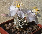 снимка бял Стайни растения Anacampseros