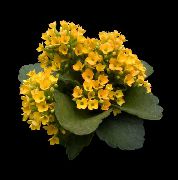 снимка жълт Стайни растения Каланхое