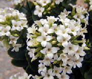 თეთრი Kalanchoe შიდა მცენარეები ფოტო