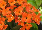 laranja Kalanchoe Plantas de interior foto