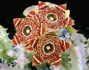 снимка кафяв Стайни растения Мърша Цветя