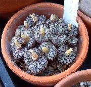 photo yellow  Cone Plant