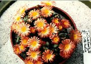 oranžový Kužel Rostlina Pokojové rostliny fotografie