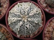 фото сары Үй Өсімдіктер Astrophytum