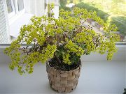 foto gelb Zimmerpflanzen Aichryson