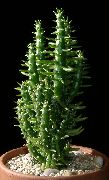 фото Аустроцилиндропунция кактус пустынный домашние и комнатные кактусы и суккуленты