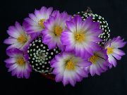 紫丁香 老太太仙人掌，乳头状 室内植物 照片