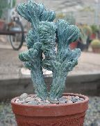 ფოტო თეთრი შიდა მცენარეები ლურჯი სანთელი, მოცვის Cactus
