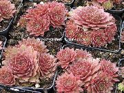 фото рожевий Домашні рослини Молодило (Кам'яна Троянда)