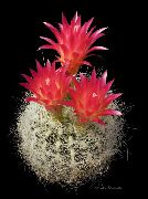 снимка червен Стайни растения Neoporteria
