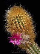 фото Ореоцереус  кактус пустынный домашние и комнатные кактусы и суккуленты