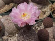 foto roze Sobne biljke Tephrocactus
