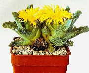 фото жовтий Домашні рослини Фаукарія