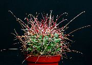foto gul Krukväxter Hamatocactus