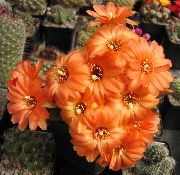 oranžna Arašidovo Kaktus Sobne Rastline fotografija