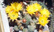 geel Pinda Cactus Kamerplanten foto
