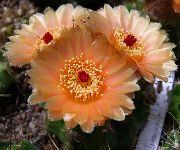 fotografija oranžna Sobne Rastline Kroglični Kaktus