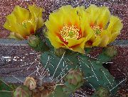 foto gelb Zimmerpflanzen Kaktusfeige