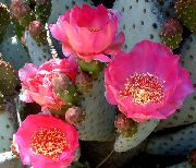pink Figenkaktus Indendørs planter foto