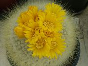 снимка жълт Стайни растения Том Палеца