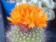 снимка оранжев Стайни растения Том Палеца