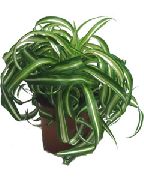 foto variegado Plantas de interior Spider Plant
