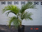 photo green Indoor plants Curly Palm, Kentia Palm, Paradise Palm