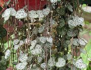 фото Церопегия ампельные декоративные балконные растения