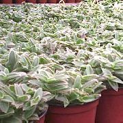 zilverachtig Cyanotis Kamerplanten foto