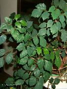 フォト 暗緑色 屋内植物 ブドウアイビー、オークの葉ツタ