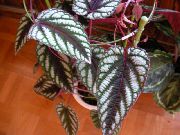 foto gesprenkelt Zimmerpflanzen Grape Ivy, Eichenblatt Efeu