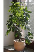 photo green Indoor plants Umbrella Tree