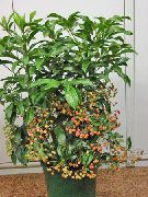 фото Ардизия деревья декоративные балконные растения