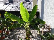 foto groen Kamerplanten Bloeiende Banaan