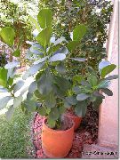 фото зелений Домашні рослини Клузія