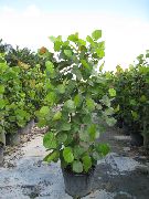 дерево Кокколоба (Морської Виноград), Домашні рослини фото
