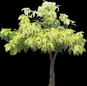 світло зелений Пізон Домашні рослини фото