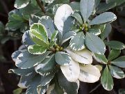 снимка на петна Стайни растения Японски Лавър, Pittosporum Tobira