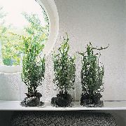 фото Гомалокладиум плосковеточный кустарники декоративные балконные растения
