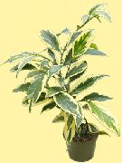 busk Cleyera, Innendørs planter bilde