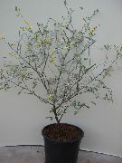 árvore Corokia, Plantas de interior foto