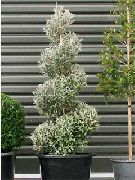 foto sølvfarvede Indendørs planter Corokia
